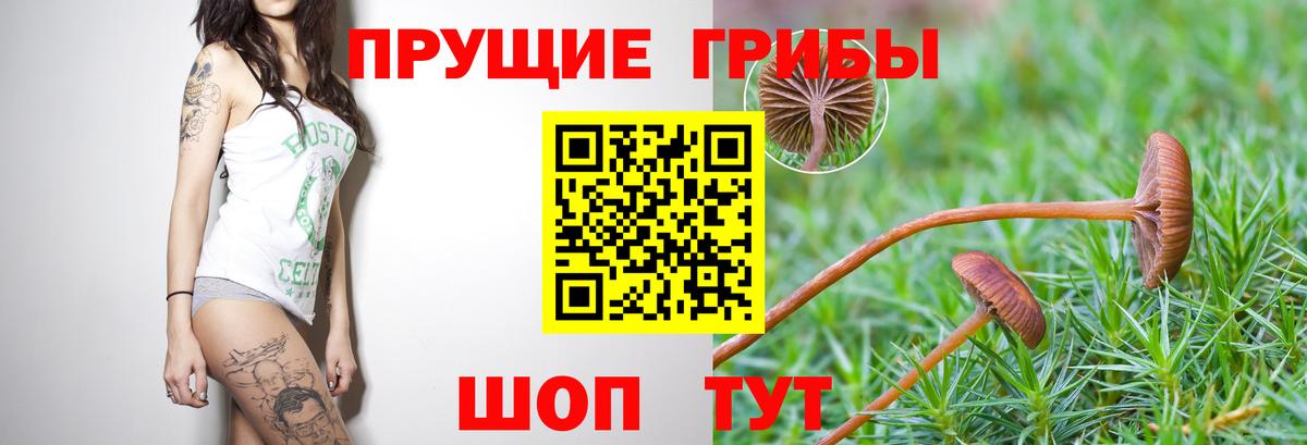 Псилоцибиновые грибы Psilocybe Вольск